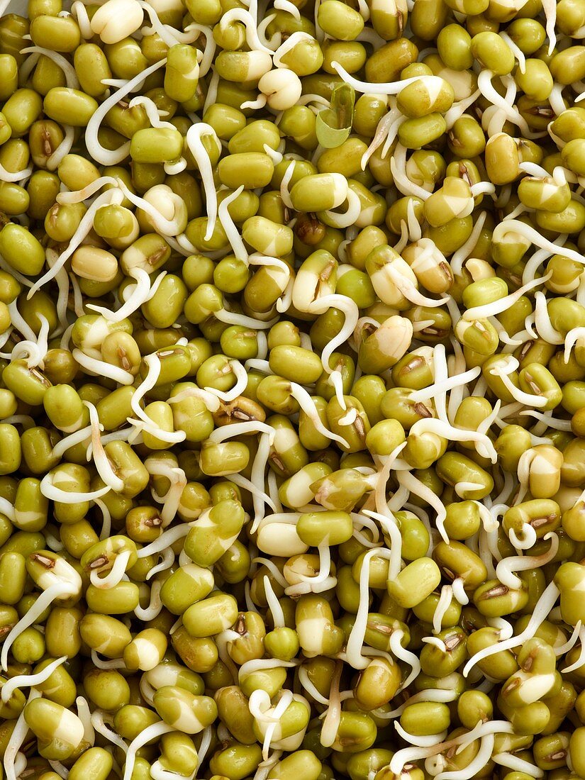 Sprouting mung beans