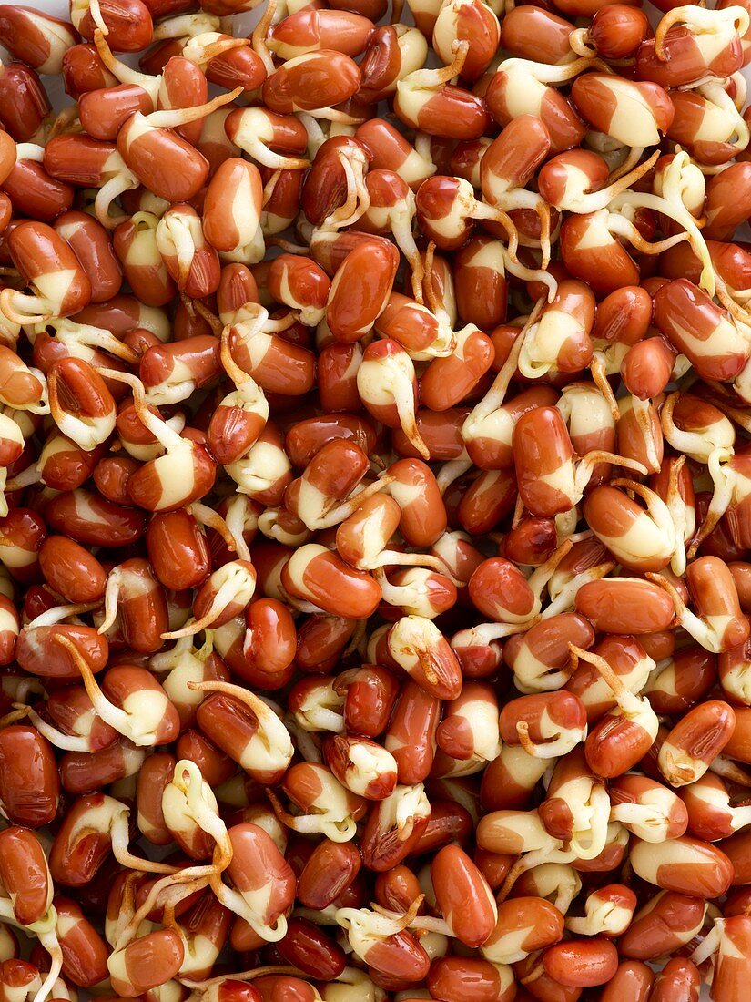 Sprouting adzuki beans