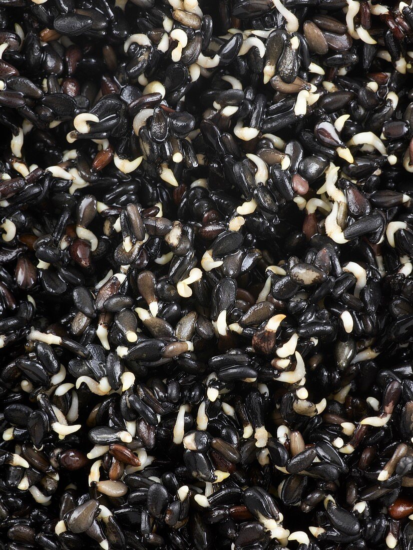 Sprouting black sesame seeds