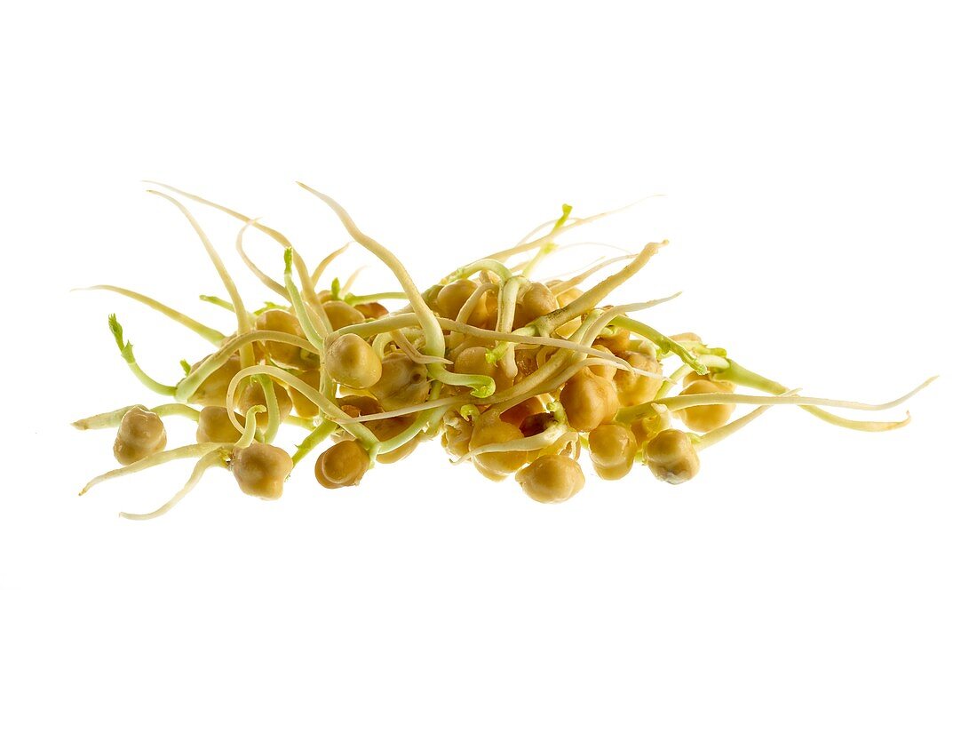 Sprouting chickpeas