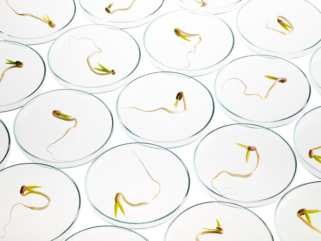 Sprouting beans in petri dishes