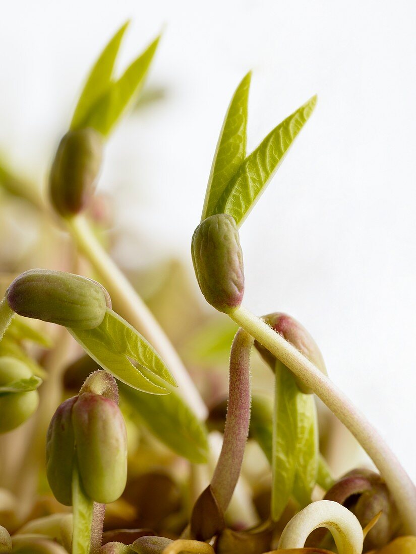 Sprouting mung beans