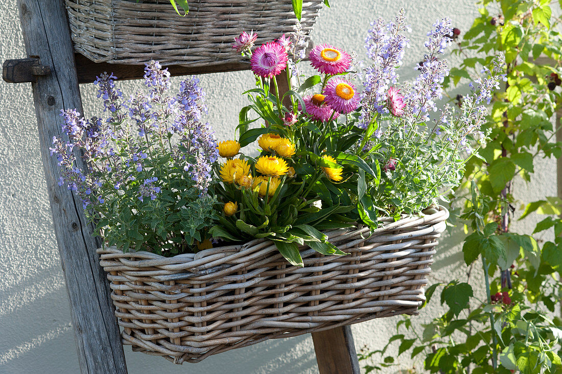 Basket boxes suspended from old wooden ladders to save space