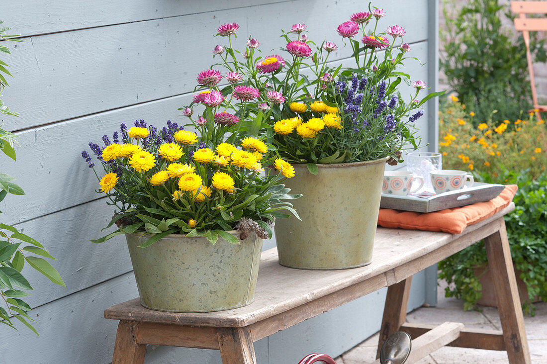 Sheet pots with Bracteantha Sunbrella 'Pink' 'Yellow' (Everlasting flowers)