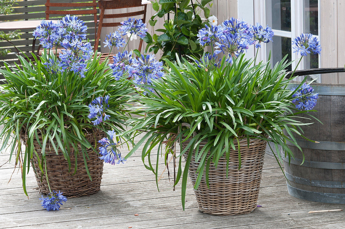 Agapanthus africanus (Lilies) in large baskets