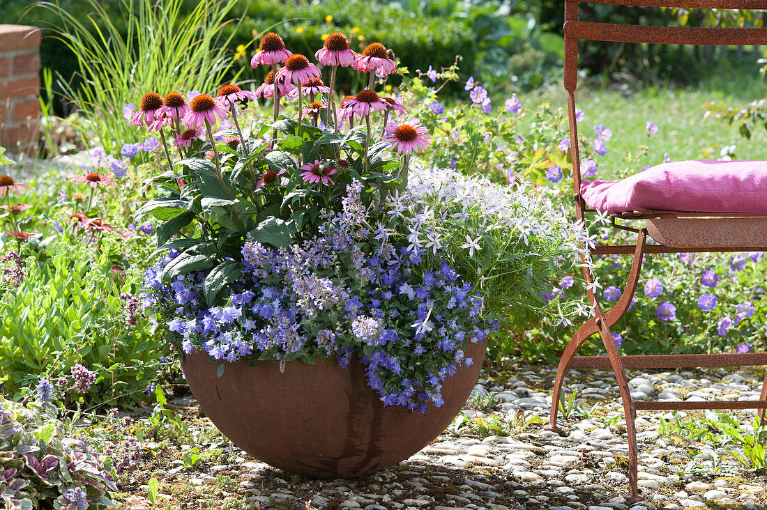 Echinacea purpurea 'August Queen' (Purple coneflower), Campanula