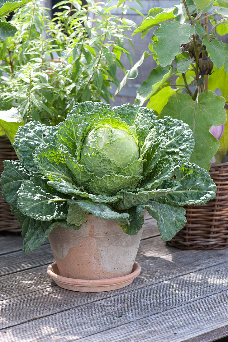 Savoy, savoy cabbage in terracotta pot