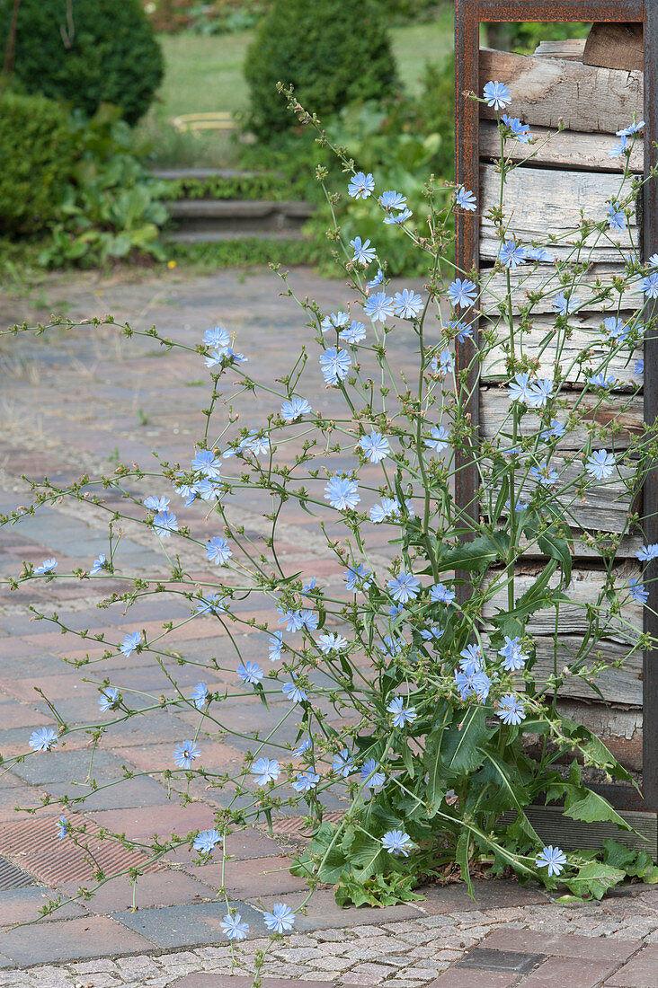 Cichorium intybus (Chicory) in pavement on the terrace