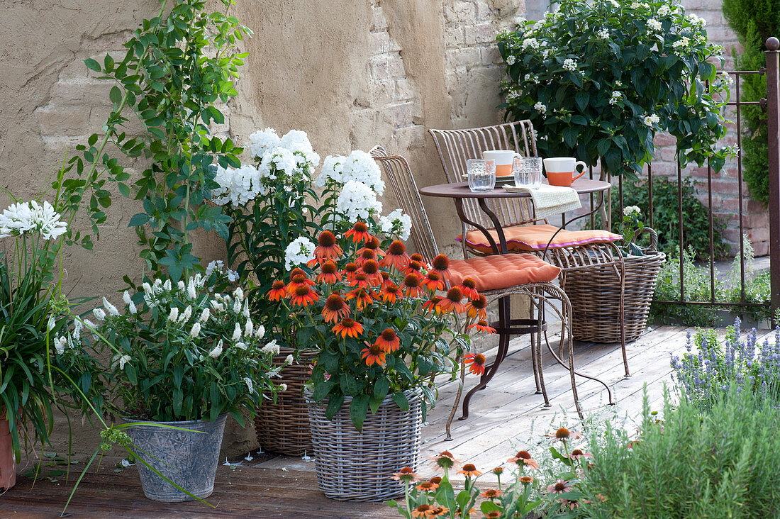 Small sitting area between Lantana, Phlox amplifolia