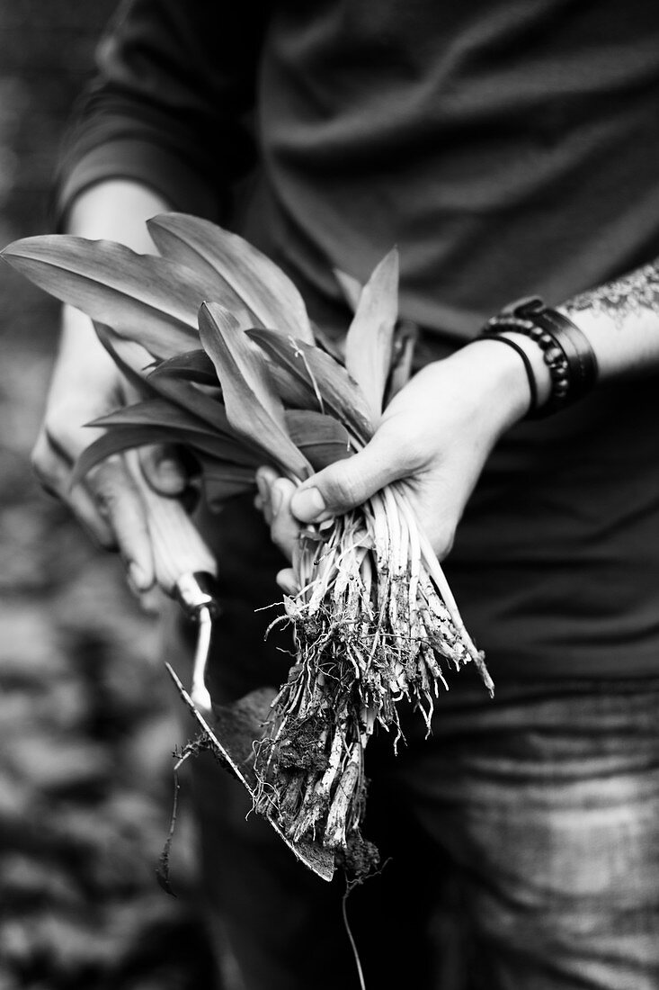 Wild garlic being harvested