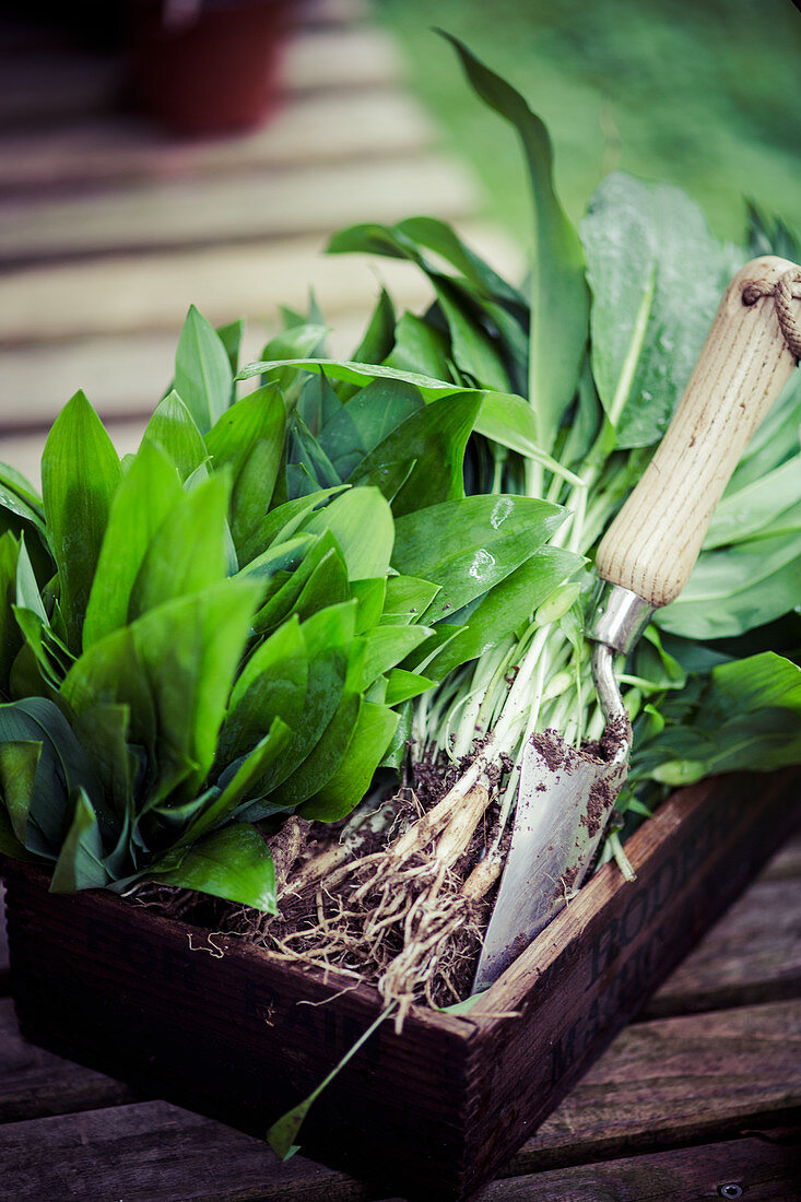 Freshly harvested wild garlic in a wooden crate