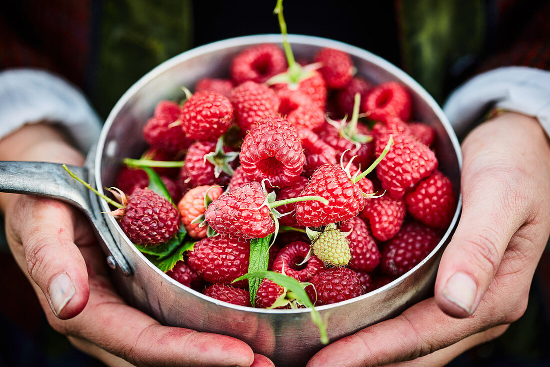 A pot of freshly picked raspberries