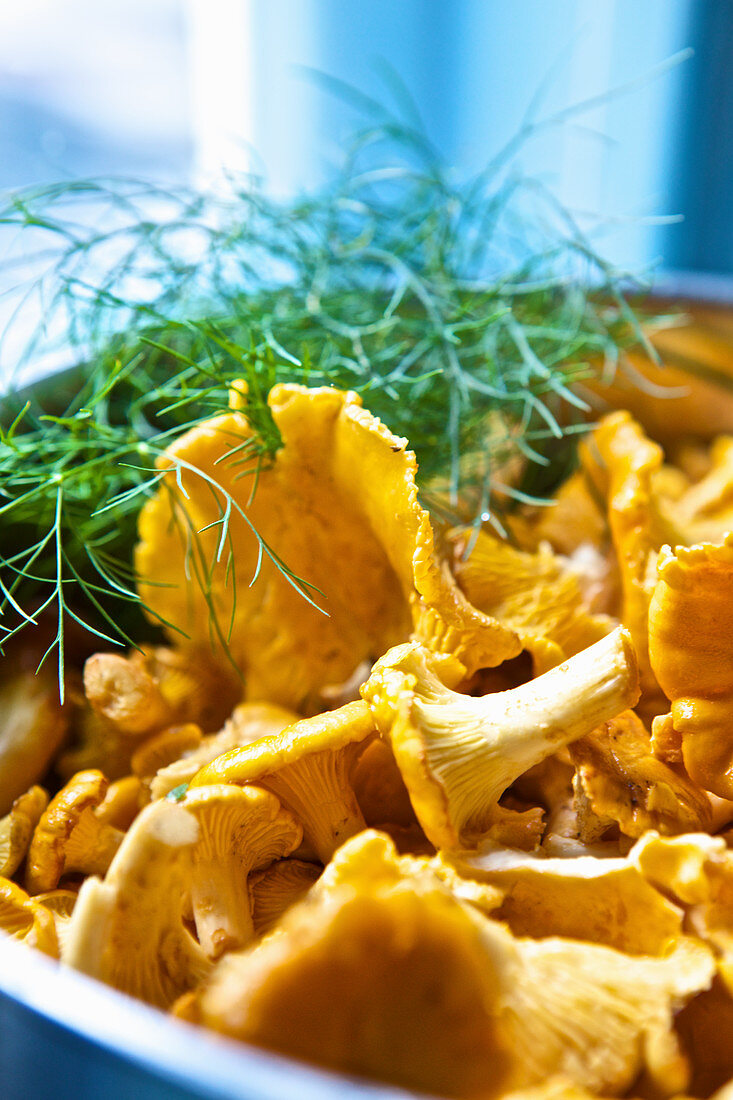 Fresh chanterelles with dill in a bowl