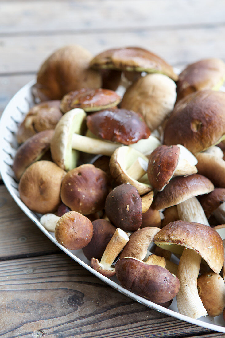 Fresh porcini mushrooms on a tray