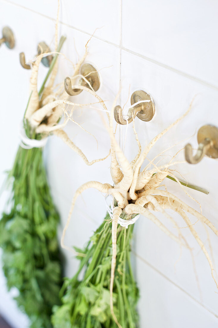 Bunches of parsley hanging from wall hooks