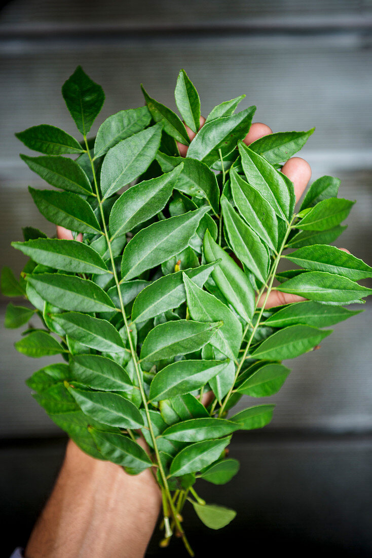 A man holding fresh curry leaves