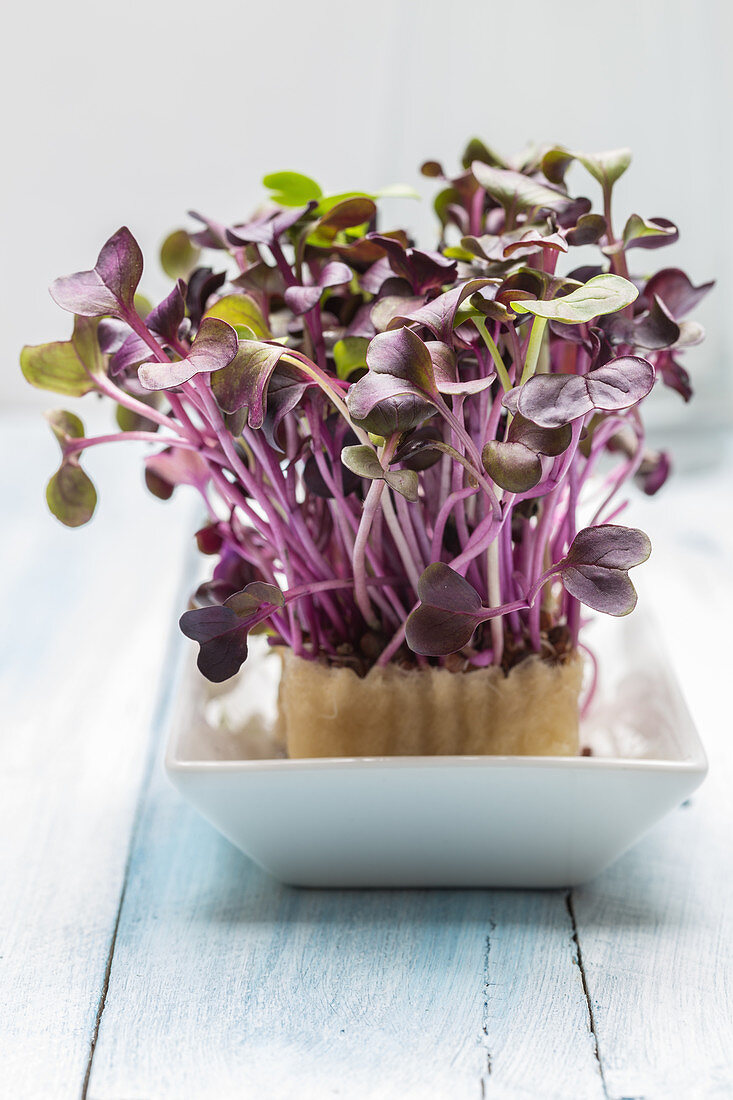 Red cress in a white bowl