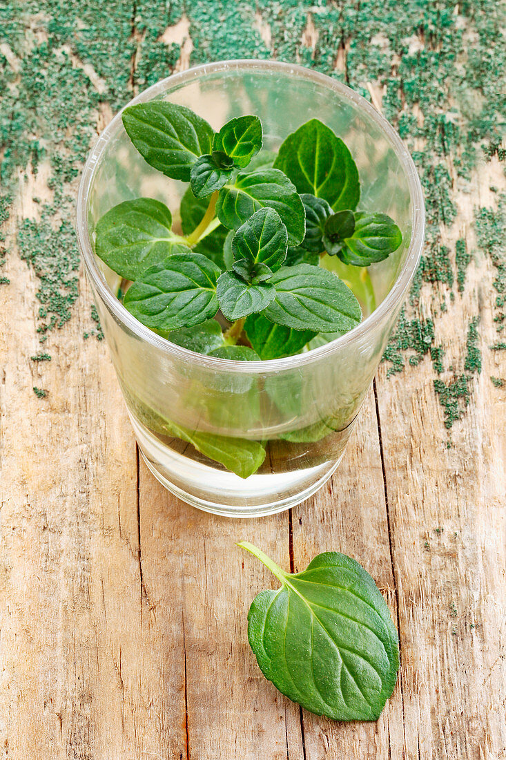 Fresh mint in a glass of water