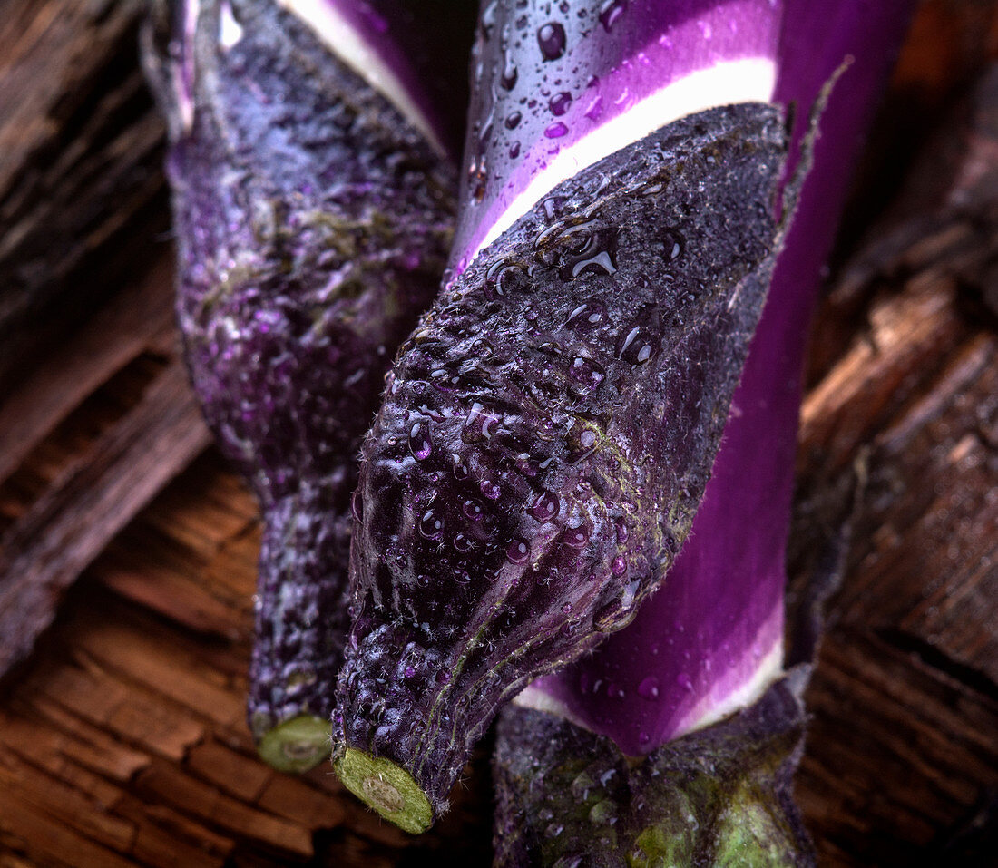 Violet eggplants with water droplets