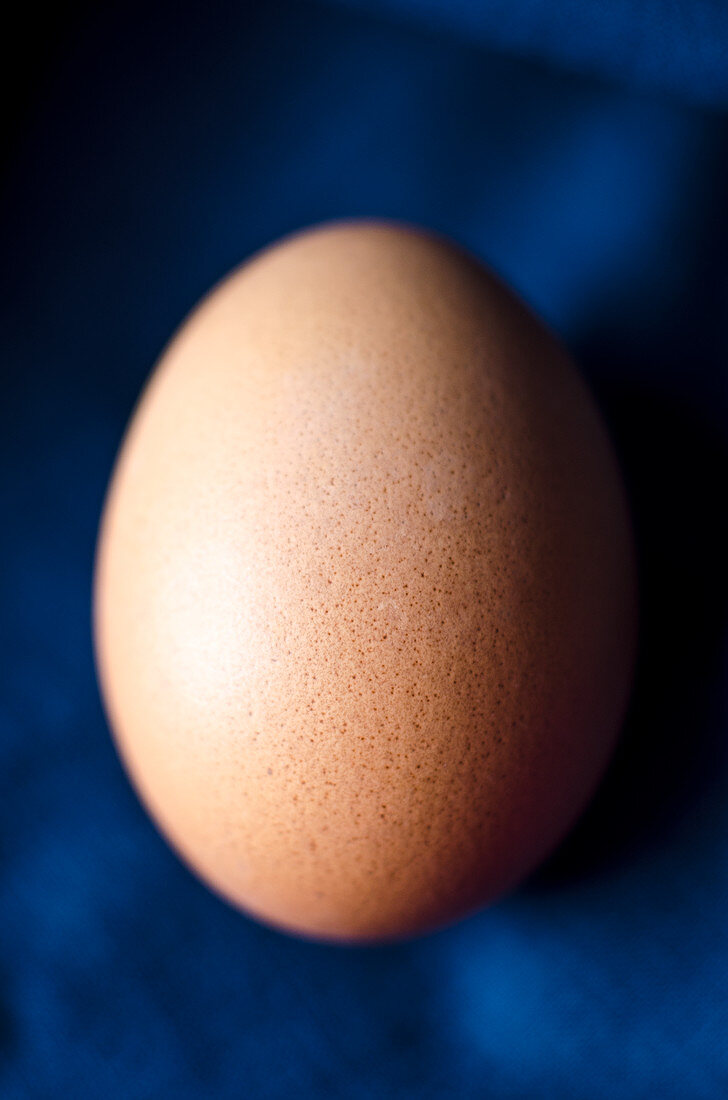 Fresh egg on a blue background