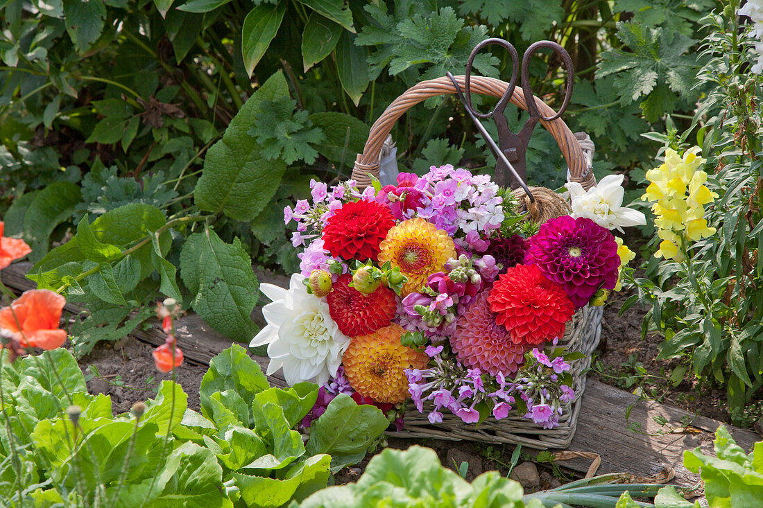Basket of pompon dahlias, phlox and snapdragons