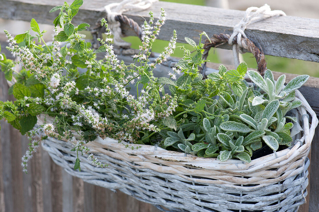 Blühende Melissa officinalis ( Zitronenmelisse ) und Stachys byzantina