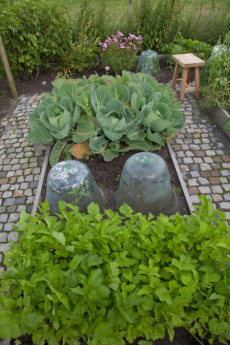 Glass cloches and savoy cabbage in vegetable patch
