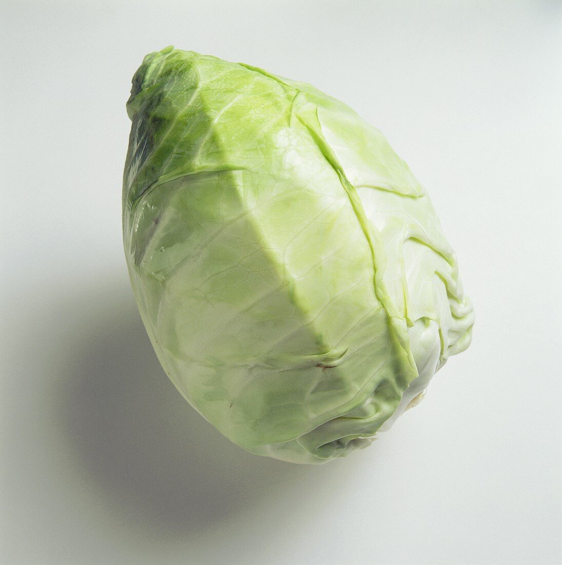 A Head of White Cabbage