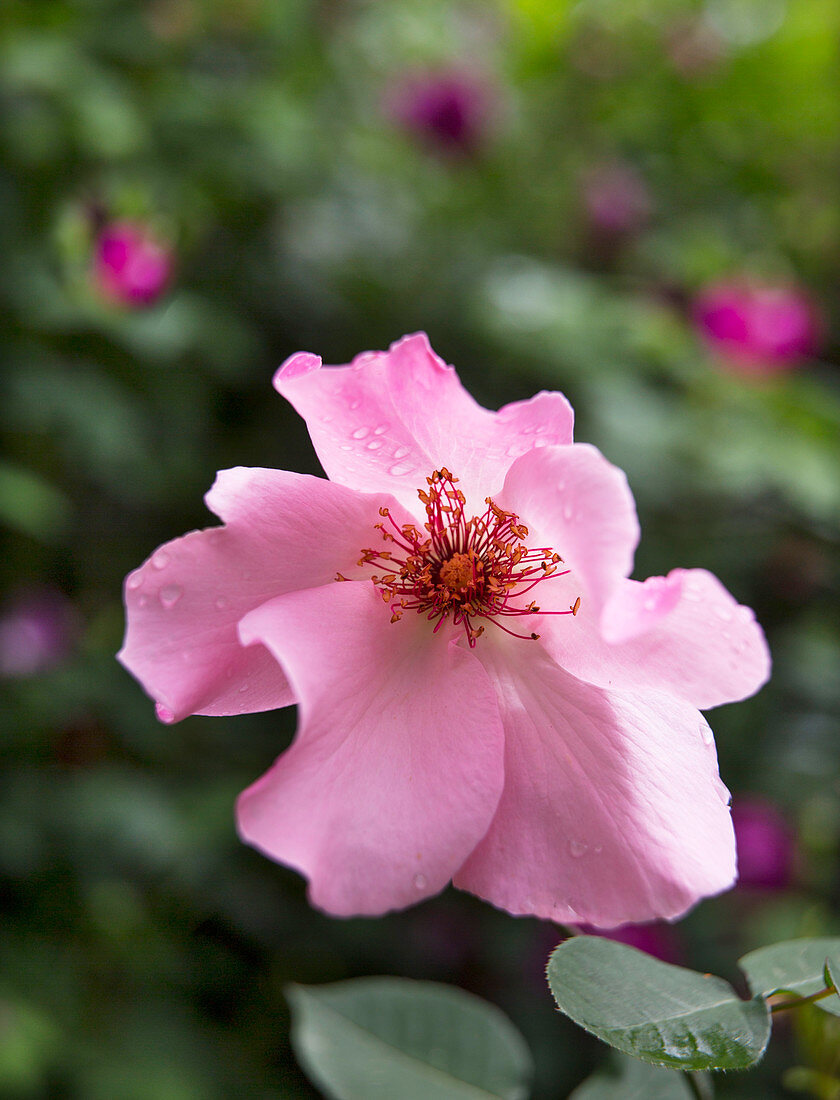 Wild rose in garden