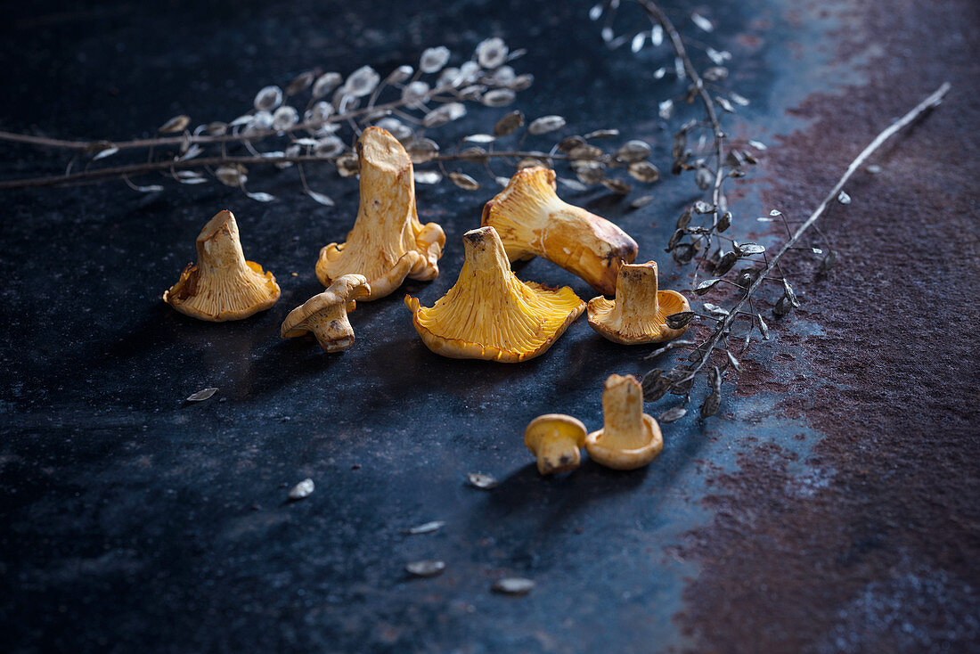 Frische Pfifferlinge (Cantharellus cibarius)