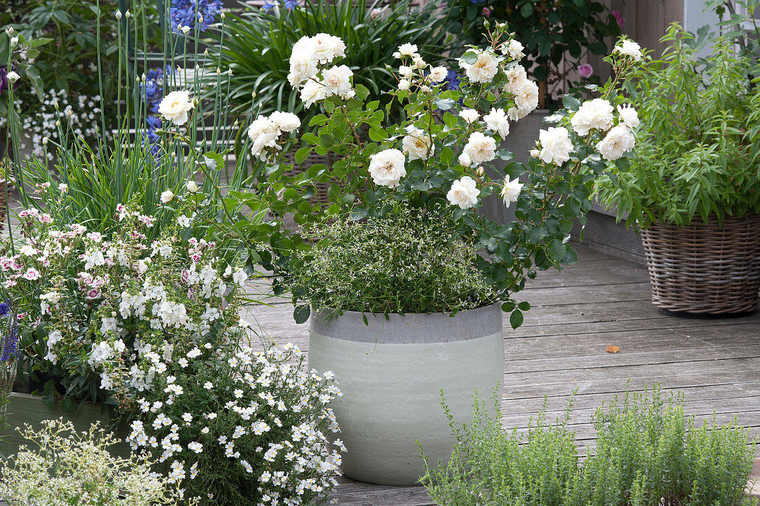 Arrangement With White Flowers