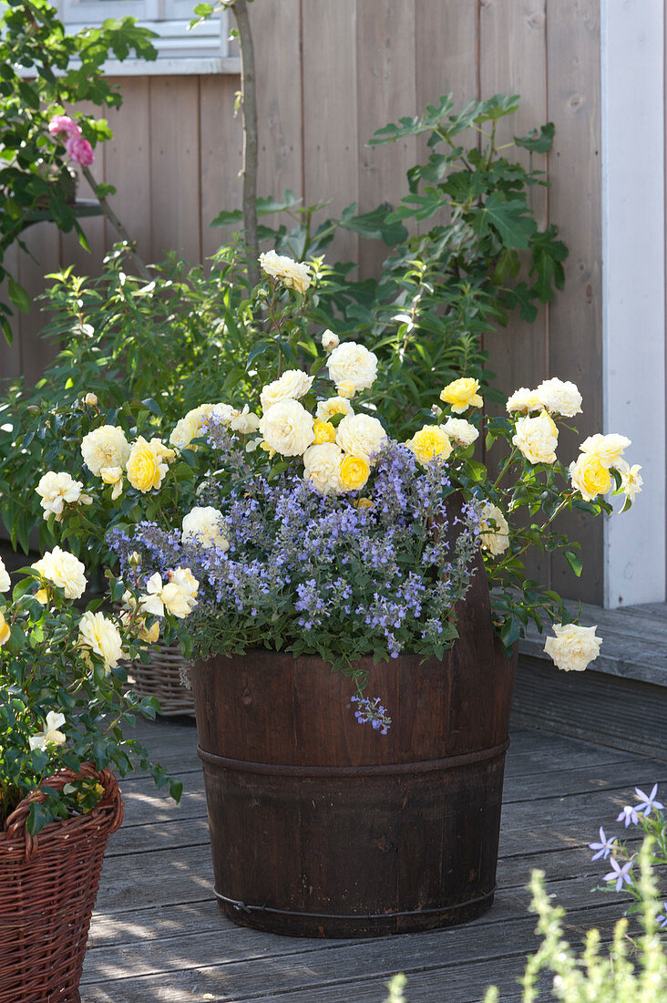 Terrace With Yellow Roses