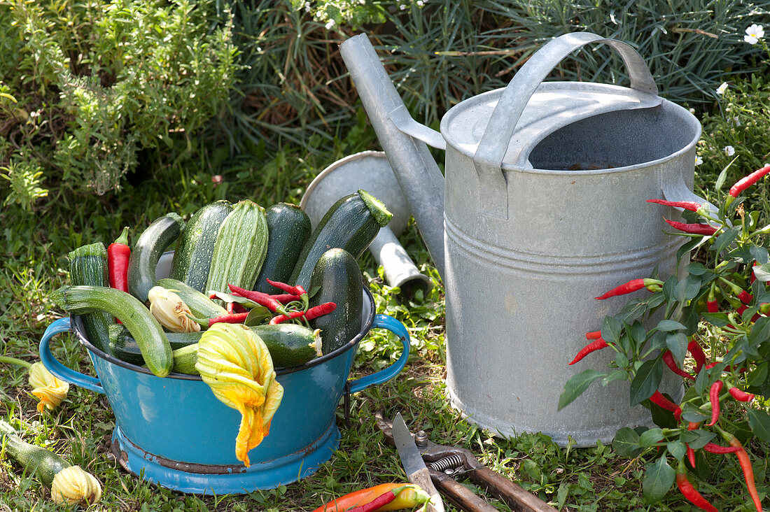 Freshly harvested zucchini and chili