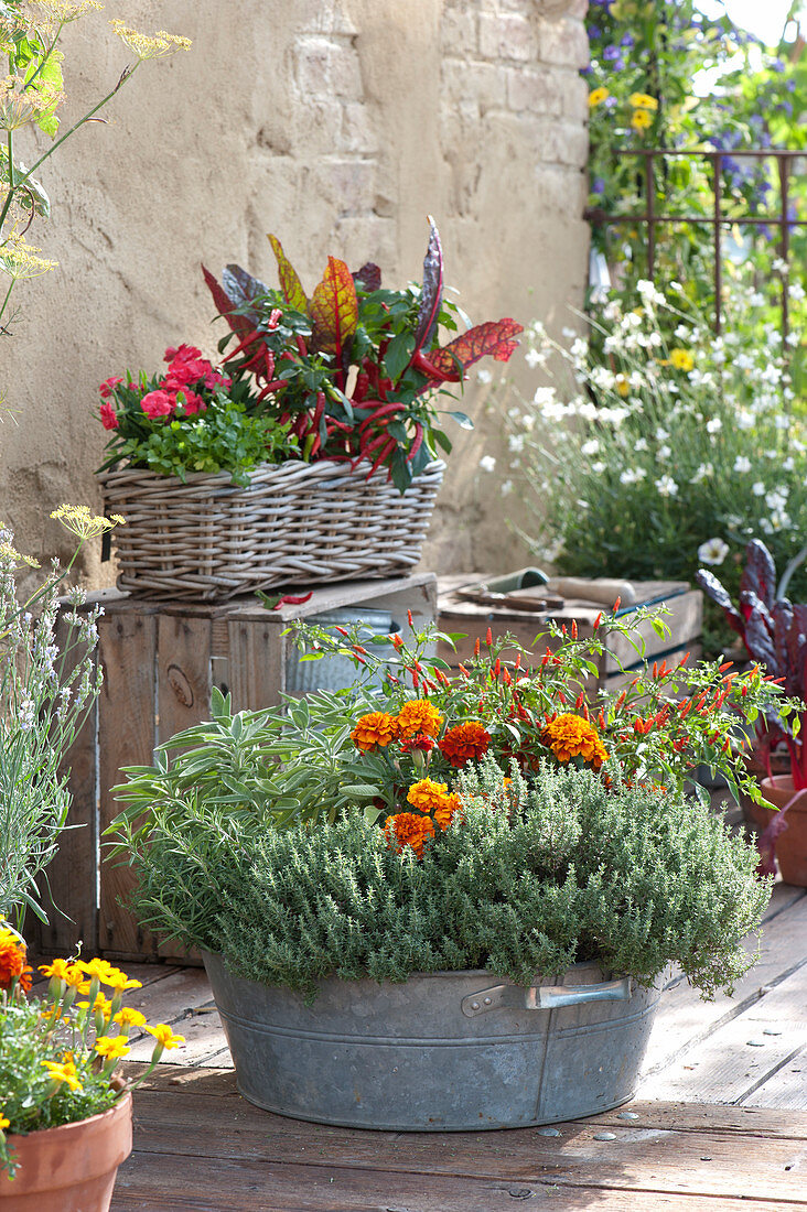 Terrace with herbs