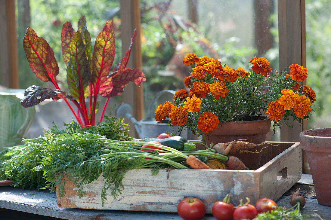 Tray of freshly harvested vegetables