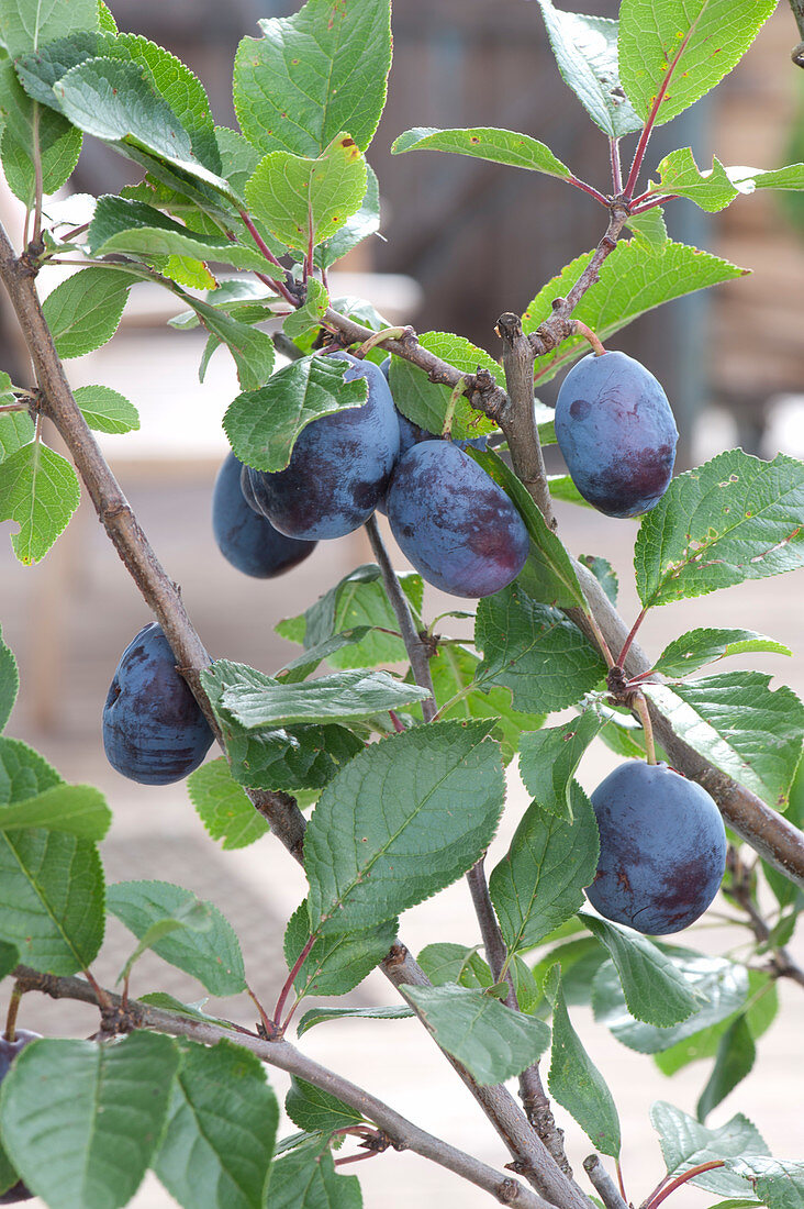 Prunus domestica 'Anja' (Columns Plum), fruits