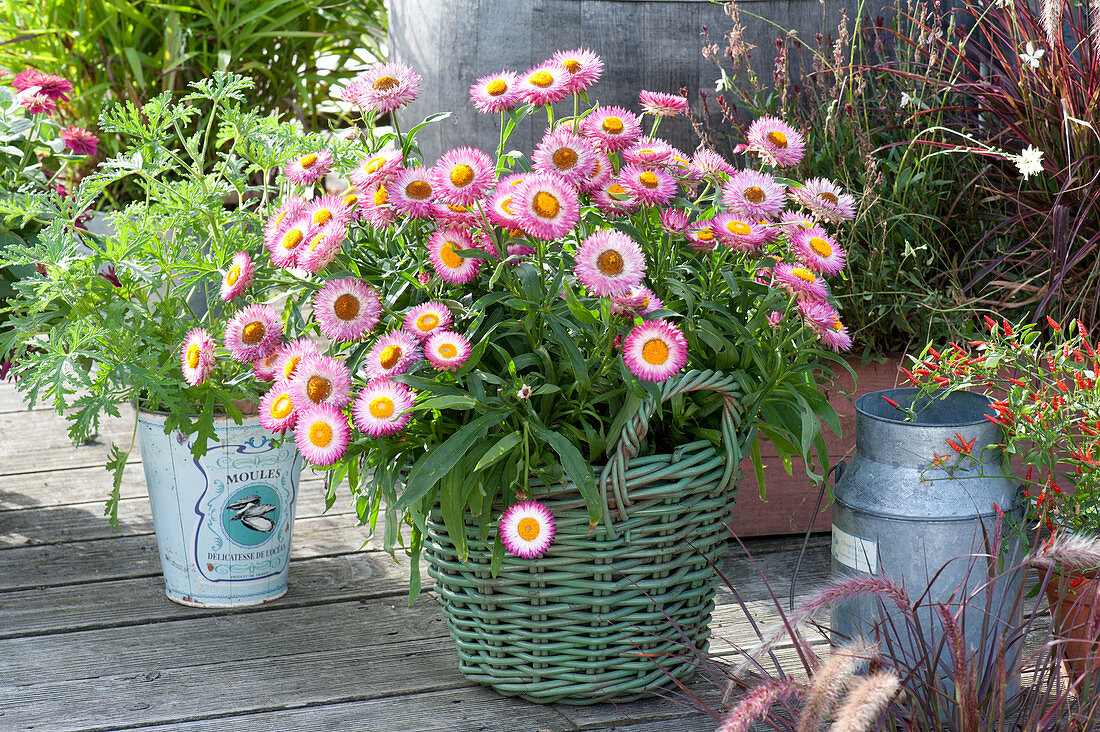 Bracteantha Sunbrella 'Pink' (everlasting daisy) in green basket