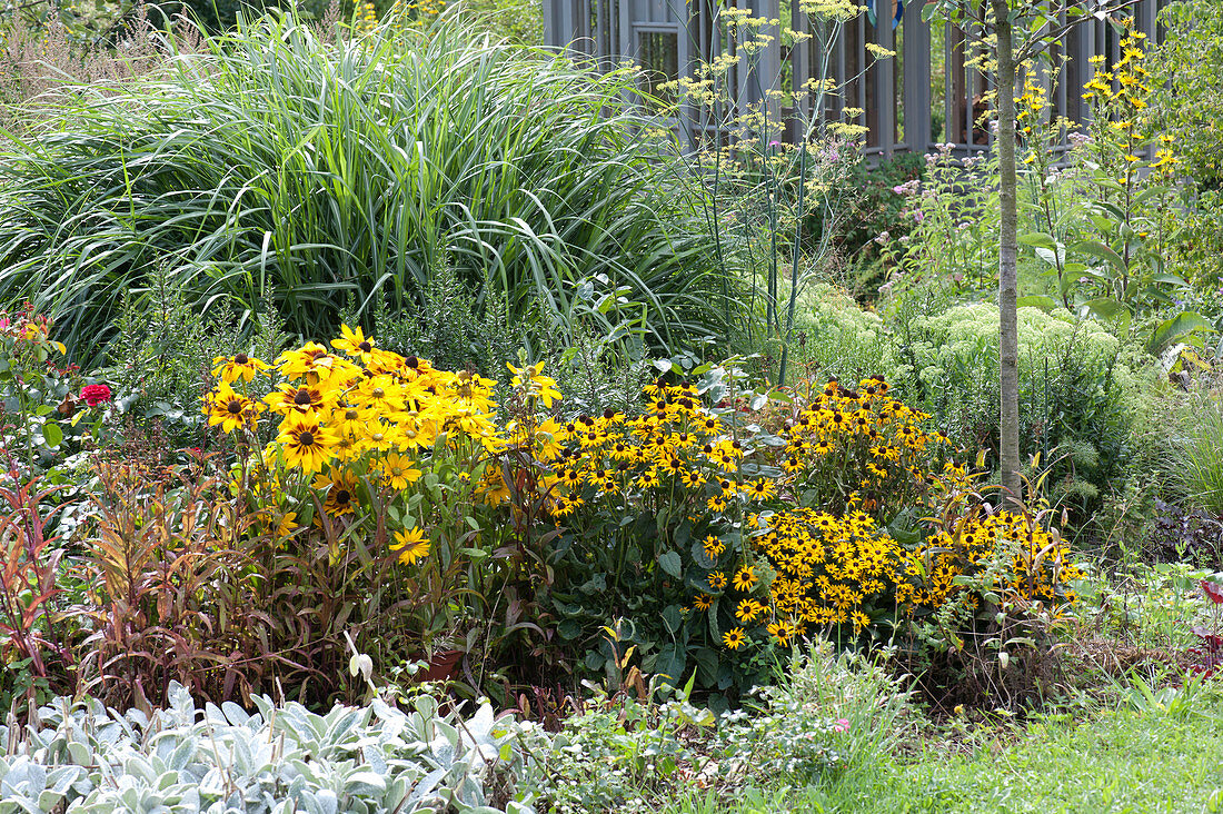 Yellow bed with coneflower