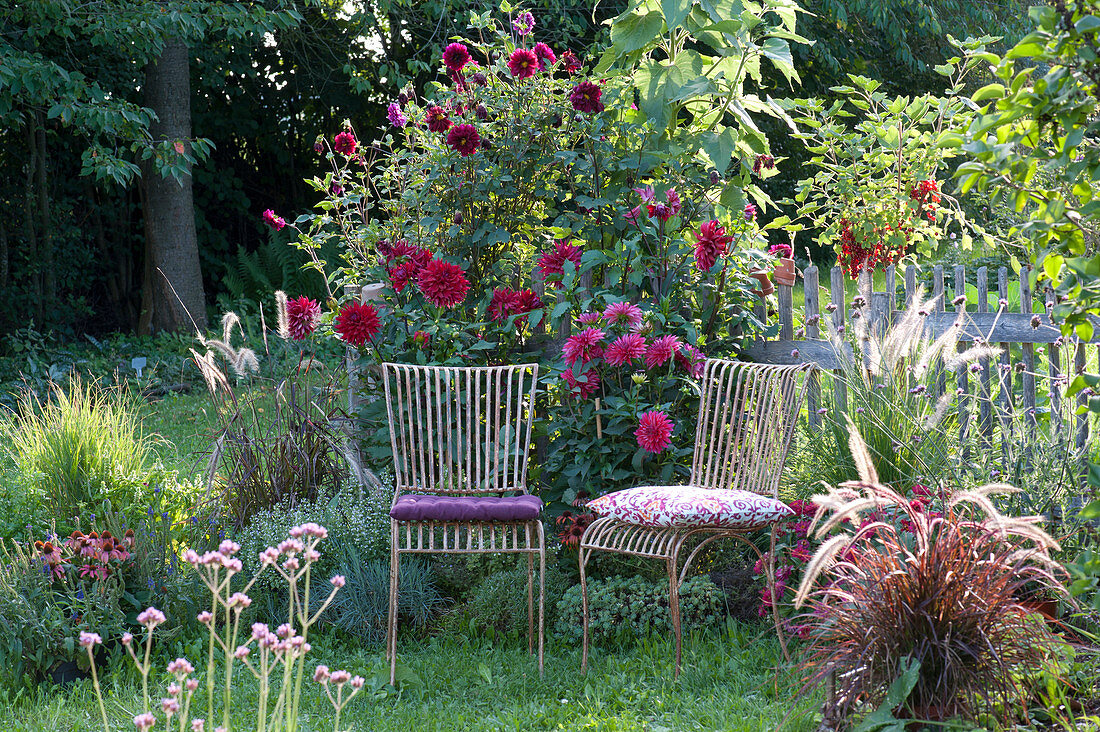 Seating place on the dahlia bed