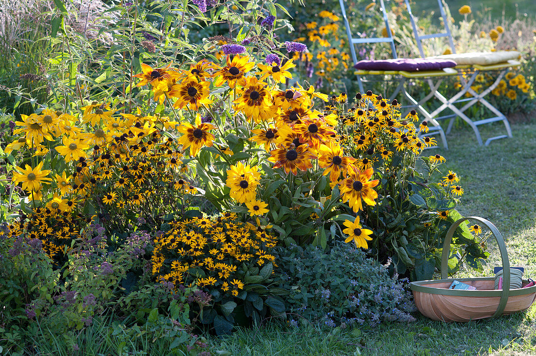 Yellow late summer bed with Coneflower