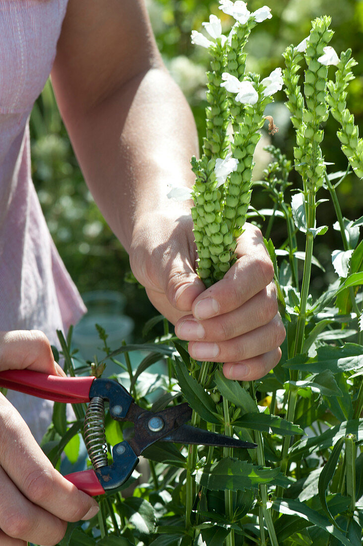 Cut out blooming inflorescences of perennial plants