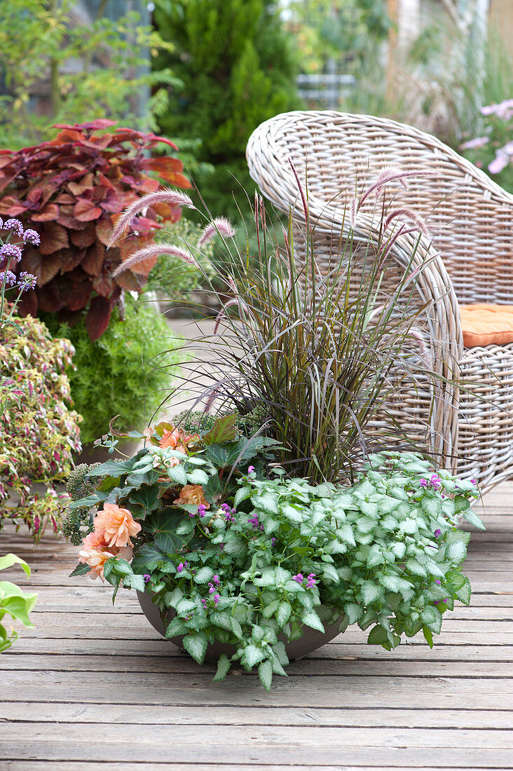 Schale mit Lamium 'Pink Chablis' ( Taubnessel ), Pennisetum rubrum