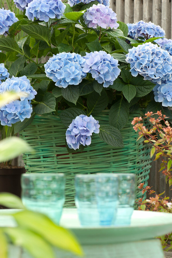 Hydrangea Macrophylla (Hydrangea) In The Green Basket