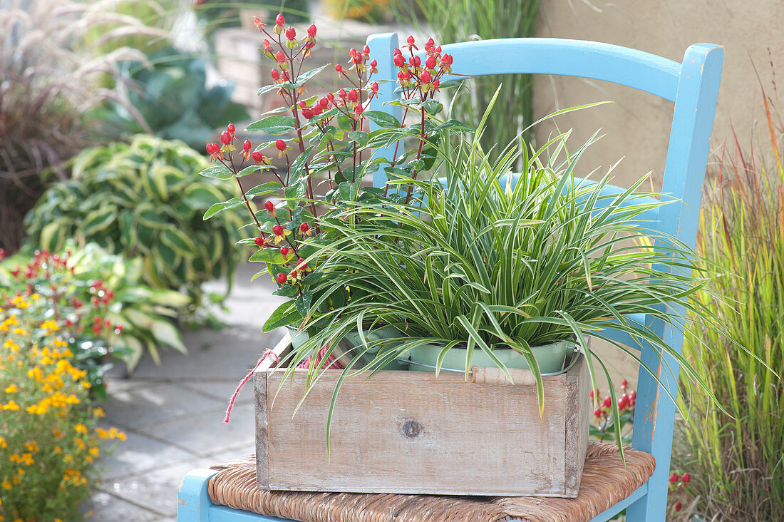 Töpfe mit Carex morowii 'Ice Dance' ( Japan - Segge ) und Hypericum