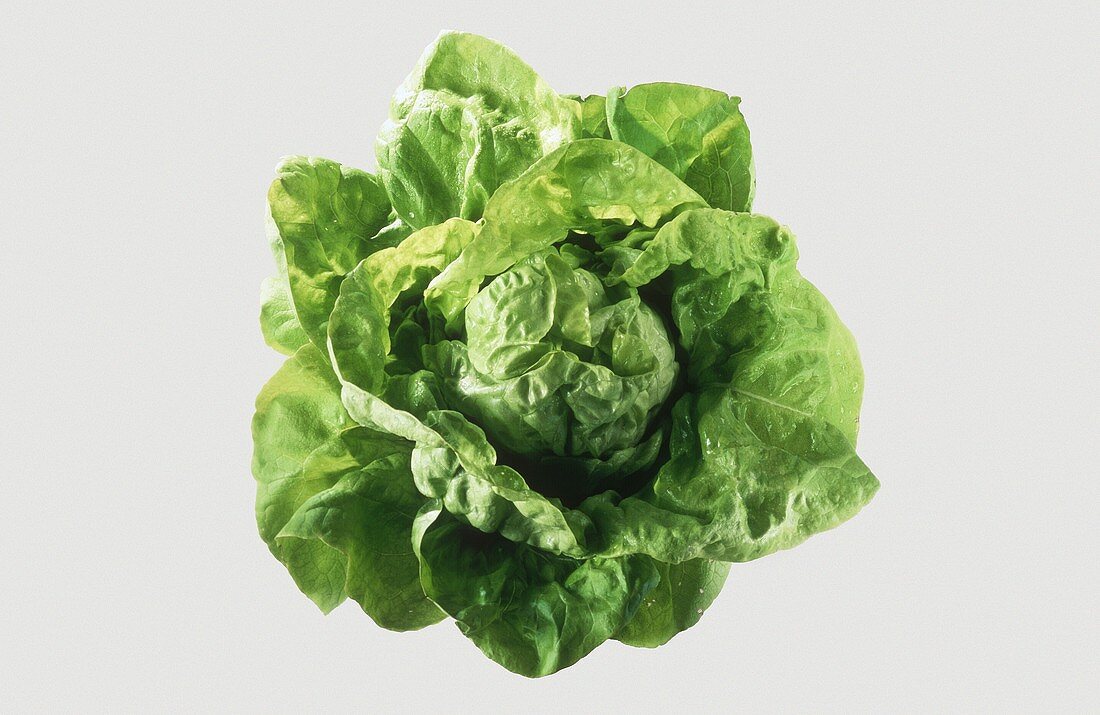 Butterhead Lettuce