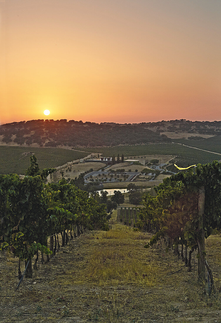 Sonnenuntergang über dem Weingut Herdade do Rocim, Alentejo, Portugal