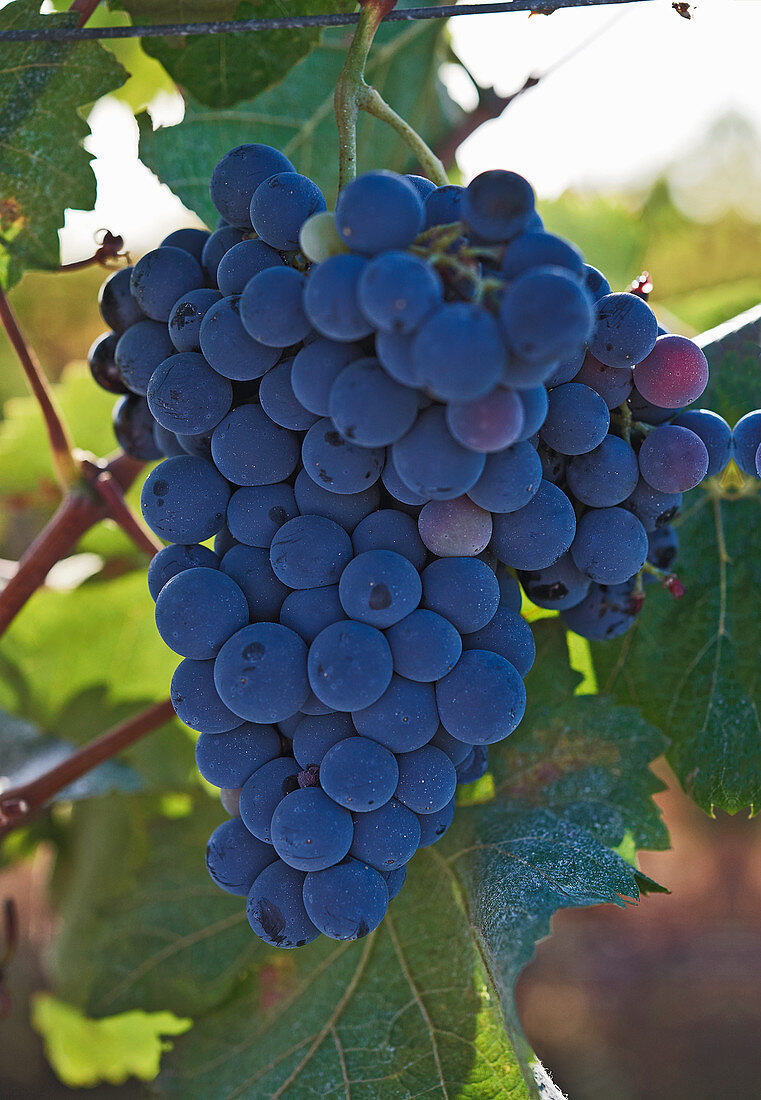 Rotweintrauben (Alicante Bouschet) an der Rebe, Paulo Laureano Vinus, Alentejo, Portugal