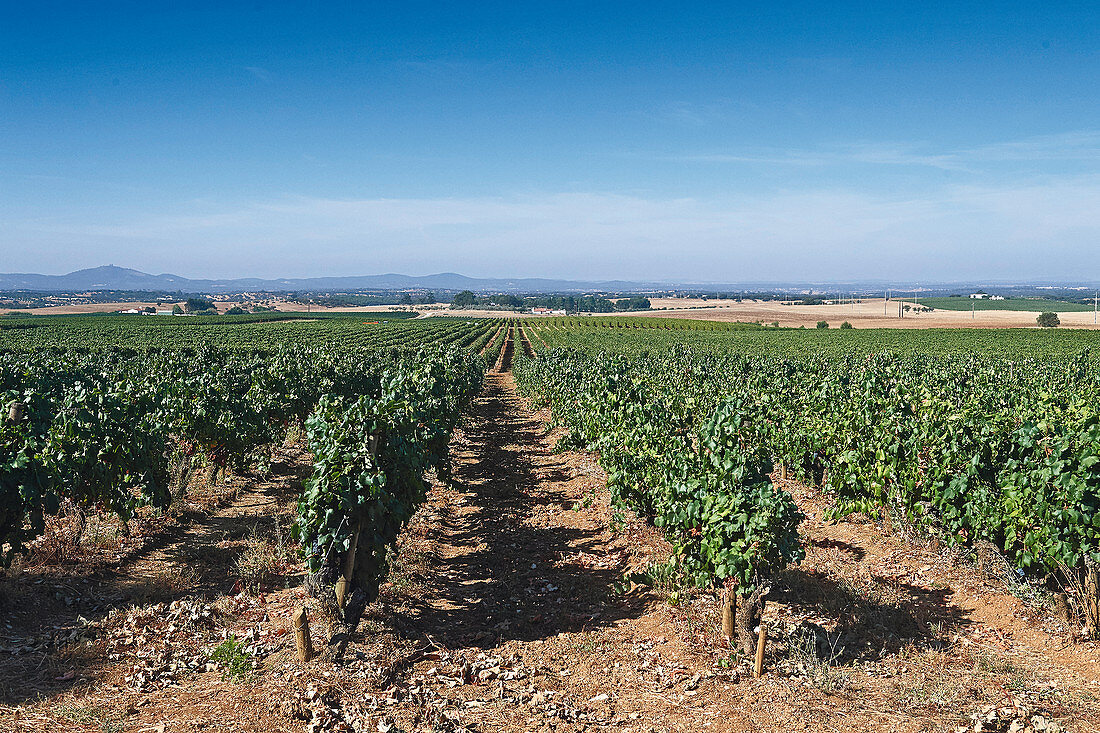 Weingut Quinta Dona Maria, Alentejo, Portugal