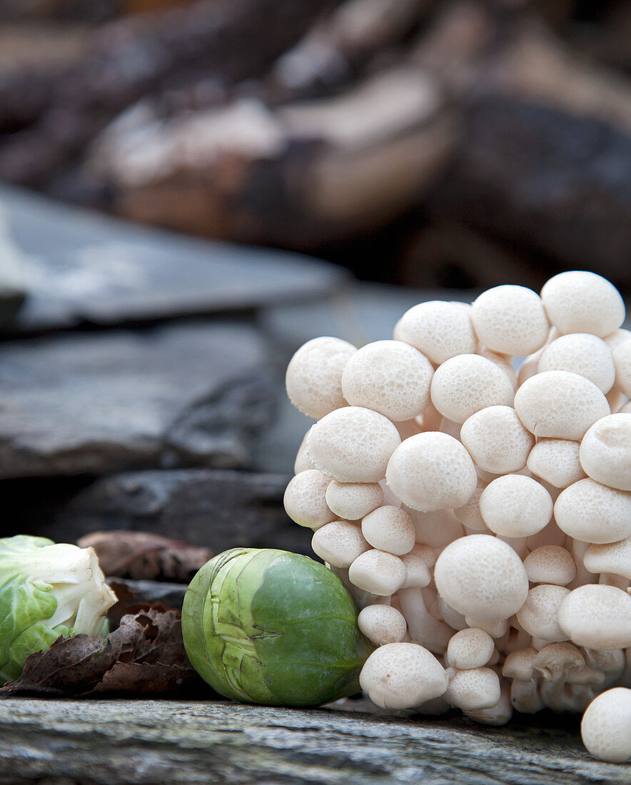 Buchenpilze und Rosenkohl