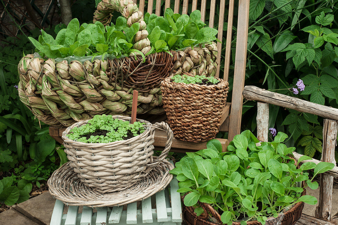 A variety of wicker baskets used for pak choi and radish plants on wooden chairs outside in a summer garden